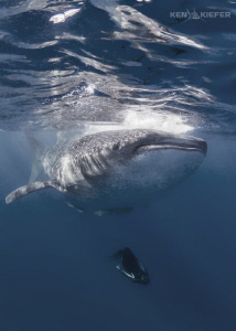 Whale Shark and freediver sharing the ocean peacefully by Ken Kiefer 